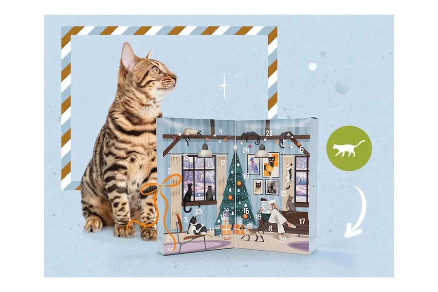 Vet-Concept Adventskalender 2026 für Katzen neben einer Bengalkatze